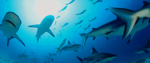 緊急！幾十萬賣家被困電商深水區(qū)，如何轉(zhuǎn)危為安？